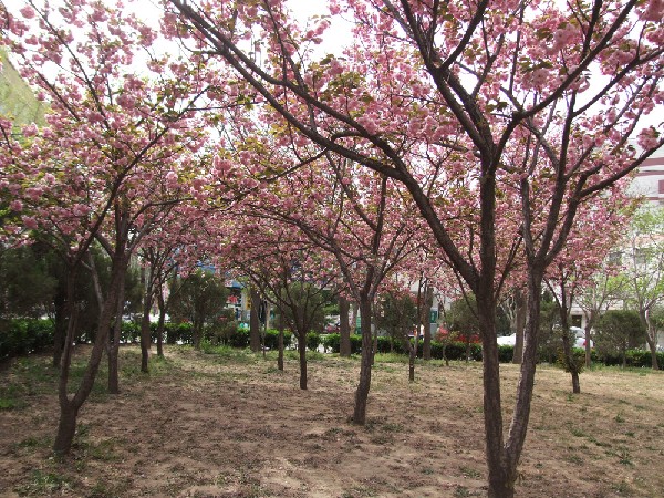 晋安路校区樱花园
